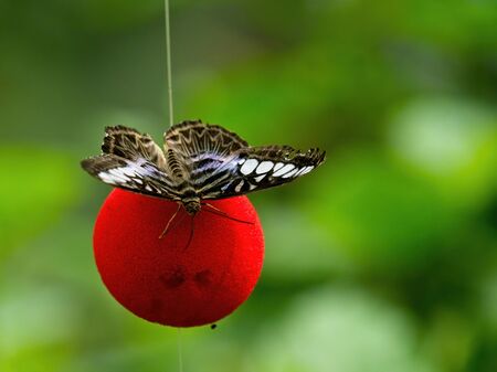 Zebra Butterfly (Heliconius charithonia) on the red scented globe against blurred background