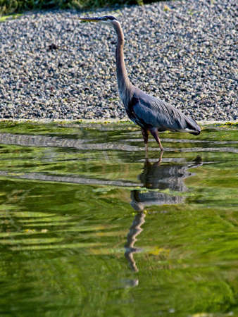 Great Blue Heron wading and hunting for fish near the shore on Vancouver Island, British Columbiaの写真素材