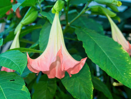 Large Angel Trumpet flower blooming in the summerの写真素材