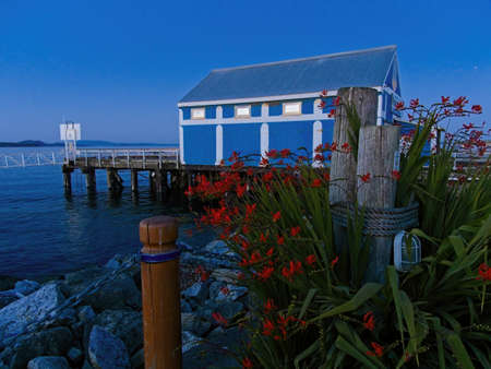 Red crocosmia flowers bloom on the rocky shore of Sidney BC, Vancouver island. Night skyのeditorial素材