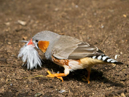 Finch on the ground, collecting feathers for the nest