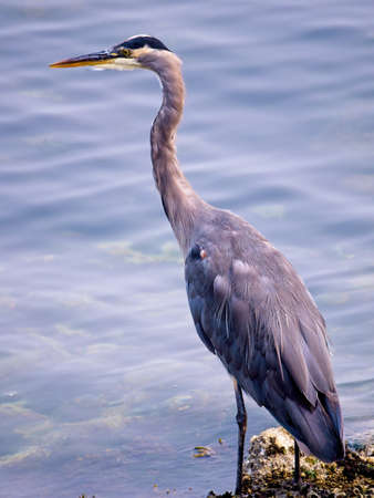 Great Blue Heron wading at the rocky ocean shore, Vancouver Island BC