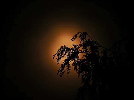 Tree branches silhouette against foggy view of orange moon