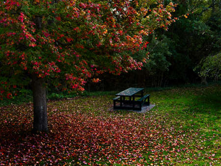Picnic table in the clearing of the forest, leaves turning color in the fall