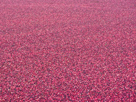 Cranberry bog during harvesting in the fallの写真素材