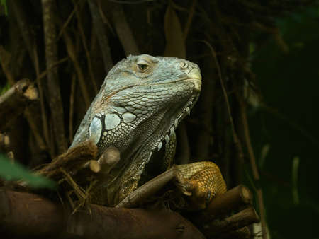 Green iguana (Iguana Iguana) making eye contact with camera, close-up