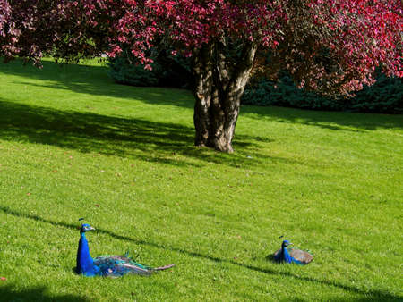 Two male peacocks sitting on the grass lawn, autumn-colored tree with red leaves in the backgroundの写真素材