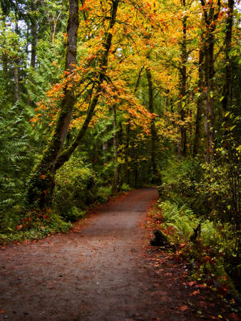 Walking trail covered with fallen leaves in the forest during autumnの写真素材