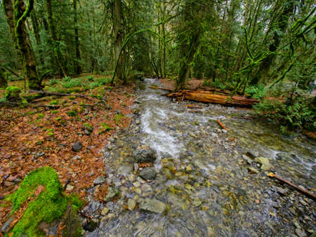 Fall colors in the rainforest in Goldstream park, Victoria BC, Vancouver Island