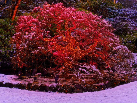 Victoria BC, Canada - December 21 2018. Festive Christmas illumination in snow-covered The Butchart Gardensのeditorial素材