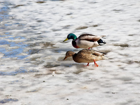 Couple mallard ducks walking on ice on a sunny winter dayの写真素材