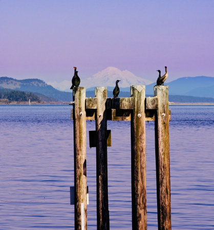 Cormorants sit on the piles at the Sidney BC shore, Mt. Baker in the backgroundの写真素材