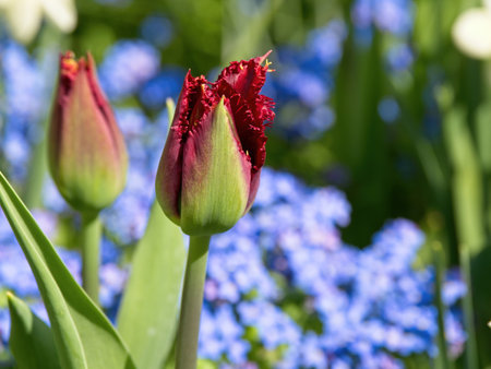 Dark red tulip getting ready to open in early springの写真素材