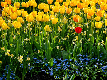 Single red tulip among multiple yellow ones in the flower bedの写真素材