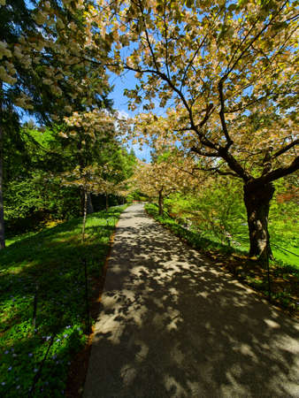 Garden walkway among lush springtime flowerbeds with apple tree blooms aboveの写真素材