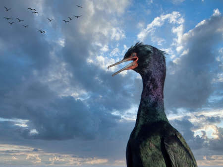 Pelagic cormorant perched on wooden piles along the coast of Sidney BCの写真素材