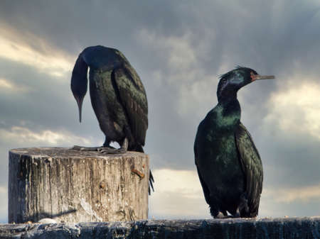 Two Pelagic cormorants perched on wooden piles along the coast of Sidney BCの写真素材