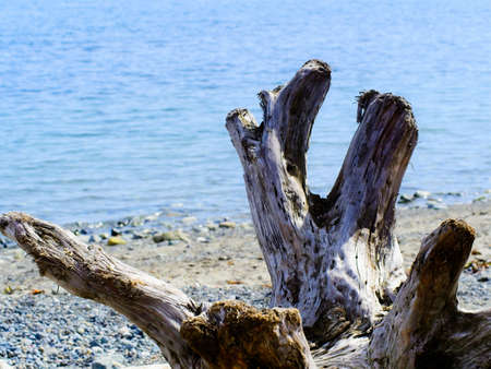 Driftwood strewn along the beach at the Western Canada shoreの写真素材