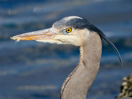 Close-up of Great Blue Heron wading on the rocky shore in Sidney, BC.の写真素材