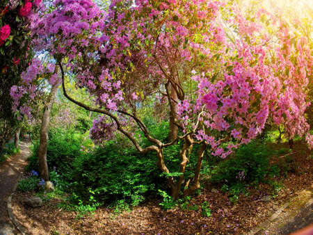 Bright rhododendrons bloom in the public Playfair park in Victoria BC, walkway between the blossoms in bright sunshineの写真素材
