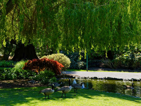 Walking path in sunny summer weather in Beacon Hill park, Victoria BCの写真素材