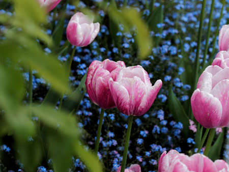 Red and pink tulips with raindrops blooming on the flower beds