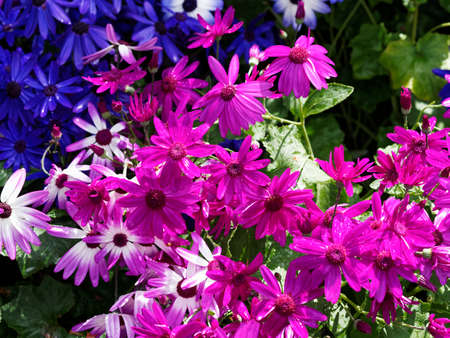 Colorful african daisy creates spring-themed backgroundの写真素材