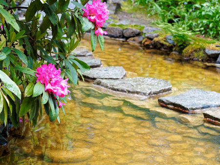 Red rhododendron bush above the stepping stones laying across the pondの写真素材