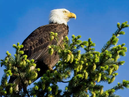 bald Eagle perched on the tree top against blue skyの写真素材