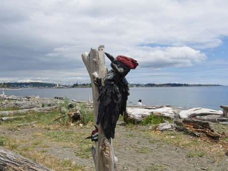Victoria BC, Canada - May 12, 2021. Driftwood sculptures along the beach of Esquimalt lagoonのeditorial素材