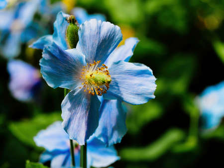 Himalayan blue poppy blooms brightly in the early summerの写真素材