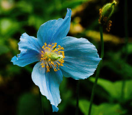 Himalayan blue poppy blooms brightly in the early summerの写真素材