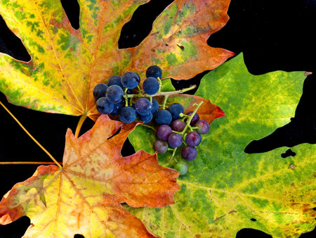 Bunch of grapes over the autumn leaves, fall-themed backgroundの写真素材