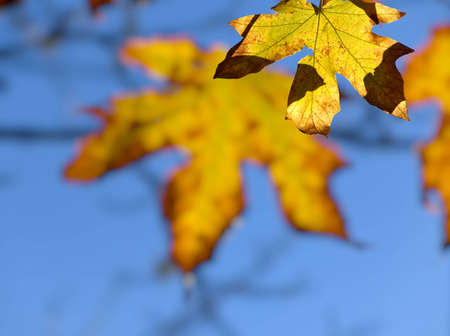Colorful turning leaves create autumnal backgroundの写真素材
