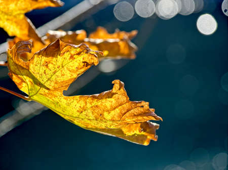 Colorful turning leaves create autumnal backgroundの写真素材