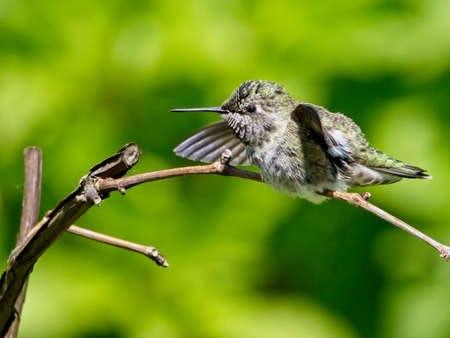 Female Anna's hummingbird perched on the tree branch against blurred backgroundの写真素材