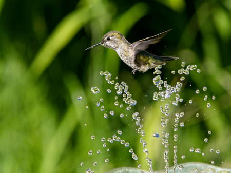Female Anna's hummingbird playing and drinking in the water fountain in birdbathの写真素材