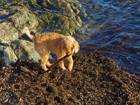 Lagotto Romagnolo orange puppy playing with driftwood at the shore of Sidney BCの写真素材