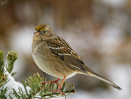 Golden-crowned Sparrow during winter snow storm on the pine tree branchの写真素材