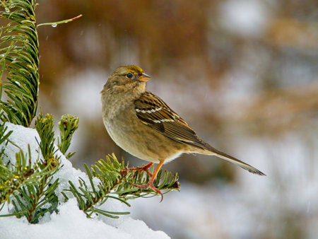 Golden-crowned Sparrow during winter snow storm on the pine tree branchの写真素材