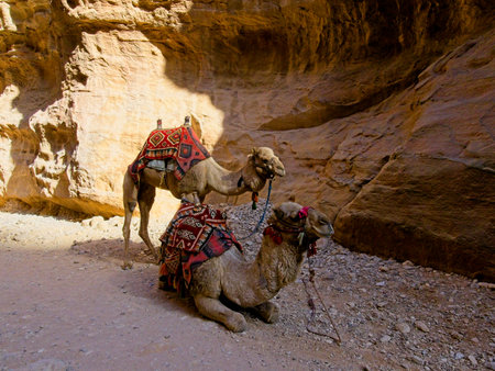 Camels in ancient city Petra, Jordan, one of seven Wonders of the Worldの写真素材