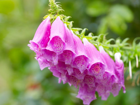 Foxglove (Digitalis purpurea) covered with rain drops. Bell-shaped pink and purple flowers bloom in the summerの写真素材