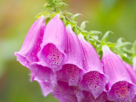 Foxglove (Digitalis purpurea) covered with rain drops. Bell-shaped pink and purple flowers bloom in the summerの写真素材