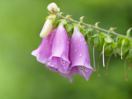 Foxglove (Digitalis purpurea) covered with rain drops. Bell-shaped pink and purple flowers bloom in the summerの写真素材