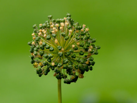Perianth (inflorescence) of a giant allium preparing for a bloom, selective focusの写真素材