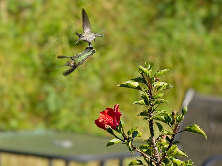 Two Anna's hummingbirds fight for a food supply near red hibiscus flowerの写真素材