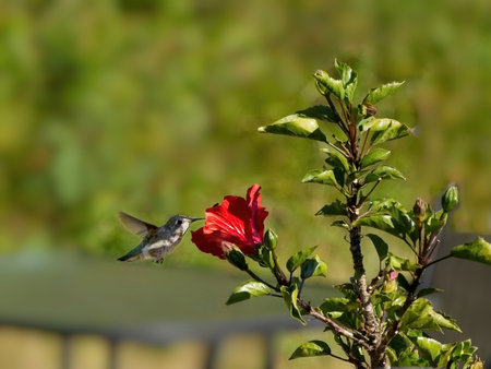 Anna's hummingbird feed from red hibiscus flowerの写真素材