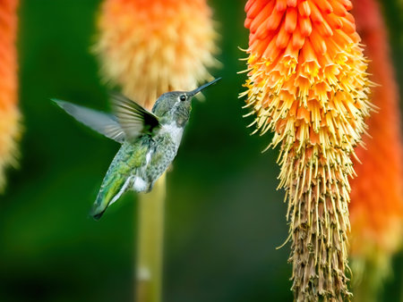 Anna's hummingbird feeding from torch lily flowers on sunny day in Victoria BCの写真素材