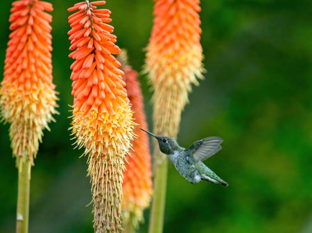 Anna's hummingbird feeding from torch lily flowers on sunny day in Victoria BCの写真素材