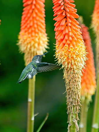 Anna's hummingbird feeding from torch lily flowers on sunny day in Victoria BCの写真素材